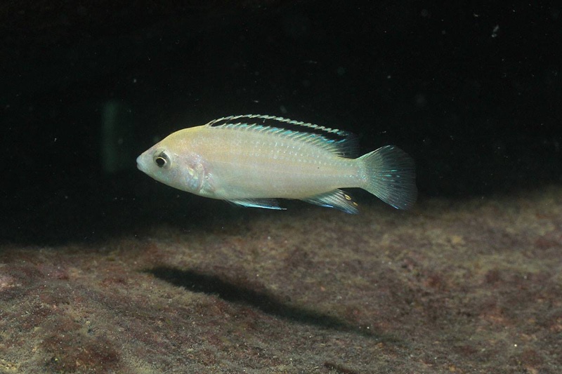Labidochromis caeruleus 'Nkhata Bay'